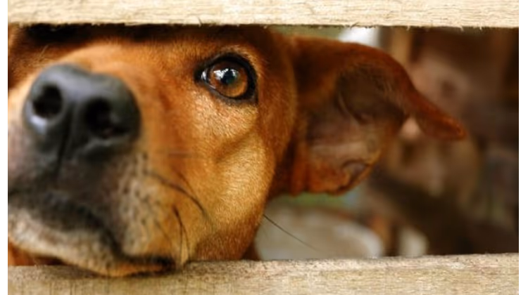BİRLİĞİMİZİN SOKAK KÖPEKLERİ ALTERNATİF PROJESİ